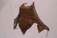 臺灣狐蝠藏品圖，第3張